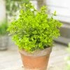 Roots Plants Euonymus Emerald 'n' Gold