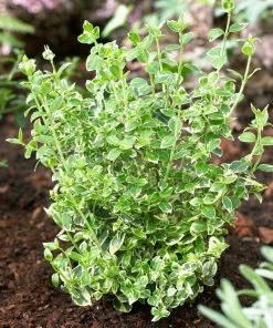 Roots Plants Euonymus Emerald Gaiety 11 Roots Plants Euonymus Emerald Gaiety