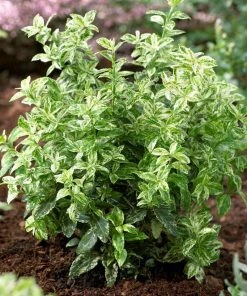 Roots Plants Best Small Evergreen Shrubs