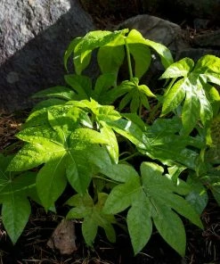 Roots Plants Fatsia Japonica