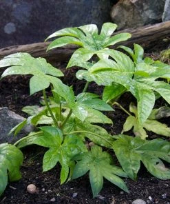 Roots Plants Fatsia Japonica 21 Roots Plants Fatsia Japonica