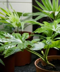 Roots Plants Fatsia Japonica 14 Roots Plants Fatsia Japonica