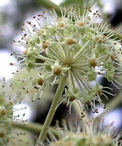 Roots Plants Fatsia Japonica 18 Roots Plants Fatsia Japonica