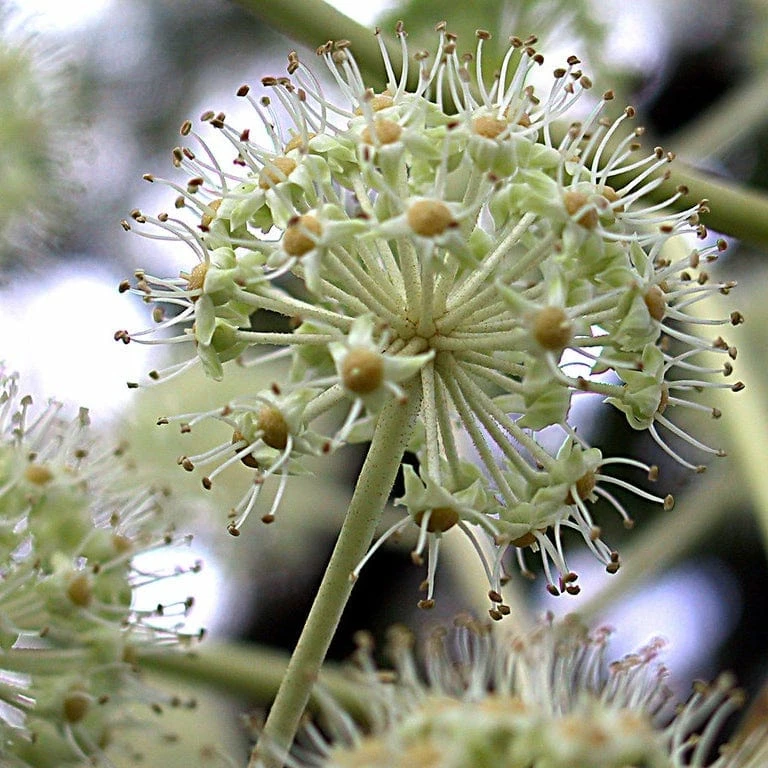 Roots Plants Fatsia Japonica 9 Roots Plants Fatsia Japonica