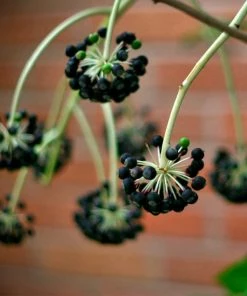 Roots Plants Fatsia Japonica 19 Roots Plants Fatsia Japonica