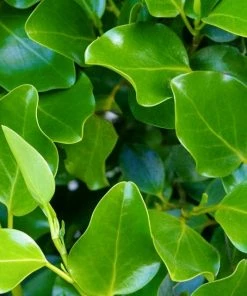 Roots Plants All Shrubs Griselinia Littoralis