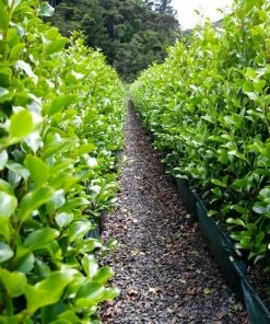 Roots Plants All Shrubs Griselinia Littoralis 8 Roots Plants All Shrubs Griselinia Littoralis