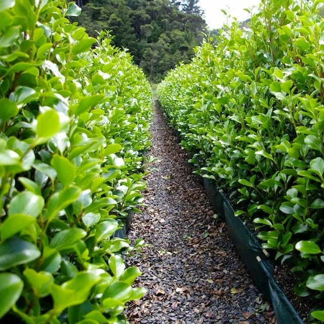 Roots Plants All Shrubs Griselinia Littoralis 5 Roots Plants All Shrubs Griselinia Littoralis