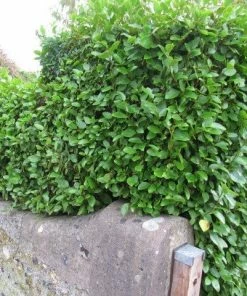 Roots Plants All Shrubs Griselinia Littoralis 9 Roots Plants All Shrubs Griselinia Littoralis