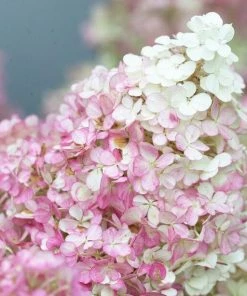 Roots Plants Hydrangea Paniculata Vanille Fraise