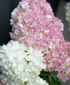 Roots Plants Hydrangea Paniculata Vanille Fraise 9 Roots Plants Hydrangea Paniculata Vanille Fraise