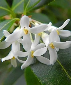 Roots Plants All Shrubs Osmanthus X Burkwoodii