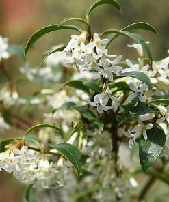 Roots Plants All Shrubs Osmanthus X Burkwoodii