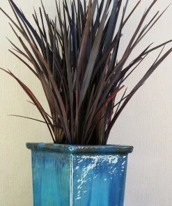 Roots Plants Phormium Platts Black All Shrubs