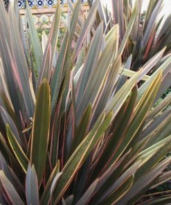 Roots Plants All Shrubs Phormium Sundowner