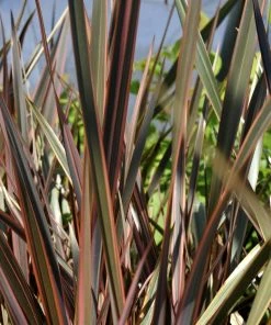 Roots Plants All Shrubs Phormium Sundowner