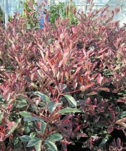 Roots Plants Photinia Pink Marble