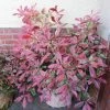Roots Plants Photinia Pink Marble 2 Roots Plants Photinia Pink Marble