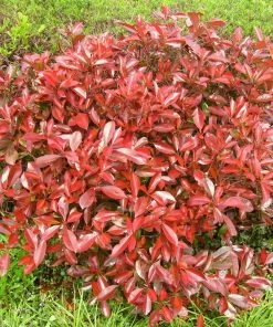 Roots Plants Photinia Red Robin All Shrubs