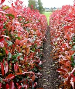 Roots Plants Photinia Red Robin All Shrubs