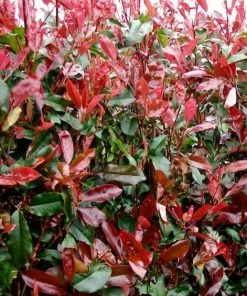 Roots Plants Photinia Red Robin All Shrubs