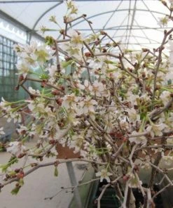 Roots Plants Prunus Kojo-no-mai