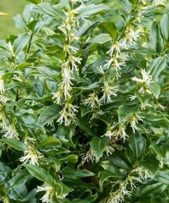 Roots Plants Best Fast Growing Shrubs