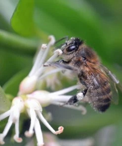 Roots Plants All Shrubs Sweet Box | Sarcococca Confusa