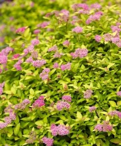 Roots Plants Spiraea Japonica Magic Carpet All Shrubs 10 Roots Plants Spiraea Japonica Magic Carpet All Shrubs