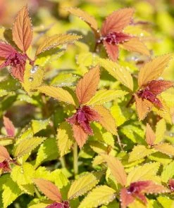 Roots Plants Spiraea Japonica Magic Carpet All Shrubs 11 Roots Plants Spiraea Japonica Magic Carpet All Shrubs
