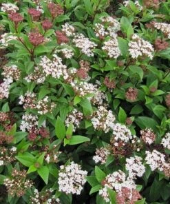 Roots Plants Best Plants For Pots & Containers Viburnum Tinus