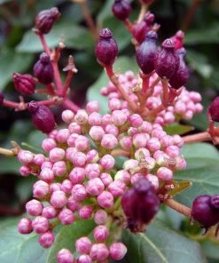 Roots Plants Best Plants For Pots & Containers Viburnum Tinus