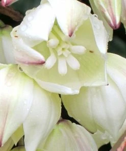 Roots Plants All Shrubs Yucca Gloriosa Variegata