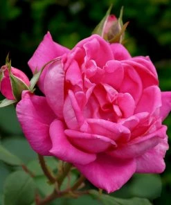 Roots Plants Climbing Rose 'Antike' | 4.5L Pot