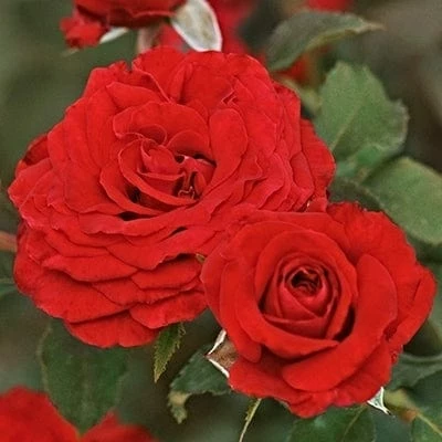 Roots Plants Shrub Rose 'Carmine Vaza' | 4.5L Pot 3 Roots Plants Shrub Rose 'Carmine Vaza' | 4.5L Pot