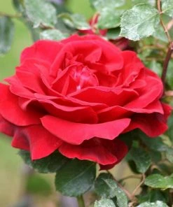 Roots Plants Shrub Rose 'Don Juan' | 4.5L Pot 9 Roots Plants Shrub Rose 'Don Juan' | 4.5L Pot