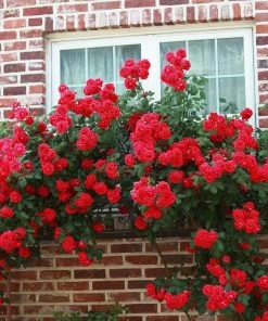 Roots Plants Shrub Rose 'Don Juan' | 4.5L Pot 8 Roots Plants Shrub Rose 'Don Juan' | 4.5L Pot