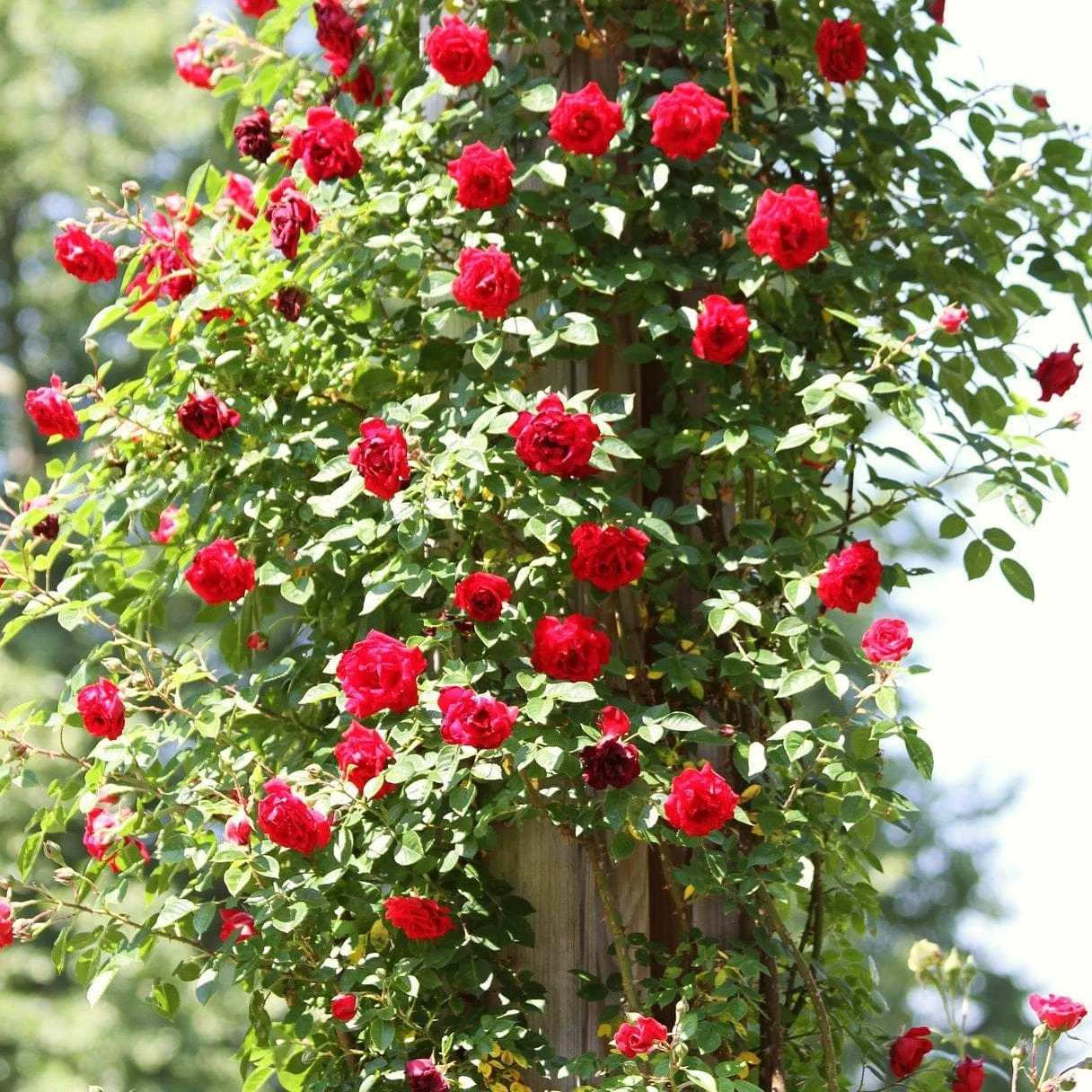 Roots Plants Shrub Rose 'Don Juan' | 4.5L Pot 3 Roots Plants Shrub Rose 'Don Juan' | 4.5L Pot