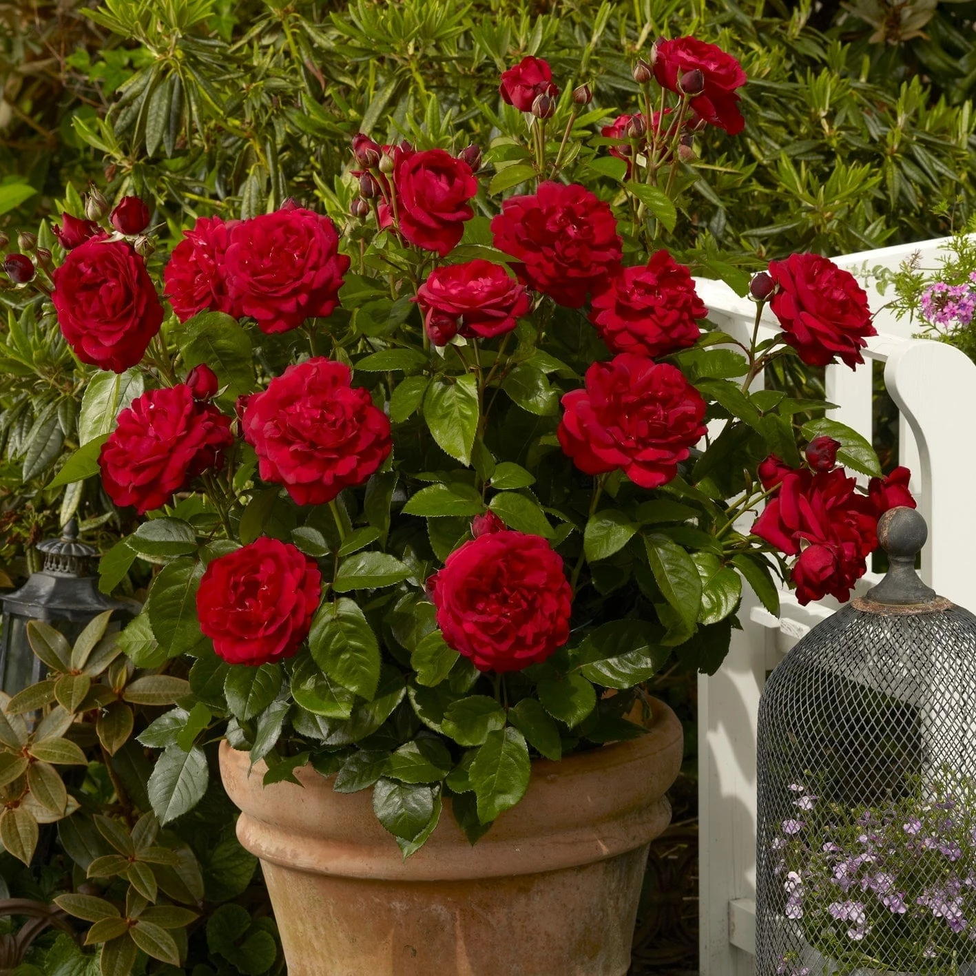 Roots Plants Shrub Rose 'Capricia Renaissance®' | 4.5L Pot 3 Roots Plants Shrub Rose 'Capricia Renaissance®' | 4.5L Pot