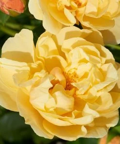 Roots Plants Climbing Rose 'Mapale Courtyard®' | 4.5L Pot Rose Bushes