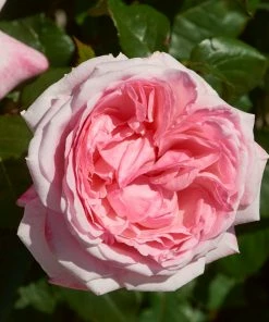 Roots Plants Shrub Rose 'Marlis Renaissance®' | 4.5L Pot