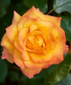 Roots Plants Climbing Rose 'RedovaCourtyard®' | 4.5L Pot Rose Bushes