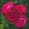 Roots Plants Shrub Rose 'Konstantina Freska®' | 4.5L Pot