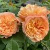 Roots Plants Shrub Rose 'Natalija Frayla®' | 4.5L Pot 1 Roots Plants Shrub Rose 'Natalija Frayla®' | 4.5L Pot