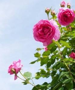 Roots Plants Rose Bushes Climbing Rose 'Parade' | 4.5L Pot