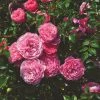 Roots Plants Rose Bushes Shrub Rose 'Punch Pixie®' | 4.5L Pot