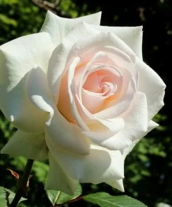 Roots Plants Rose Bushes Climbing Rose 'Swan Lake' | 4.5L Pot