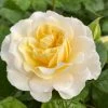 Roots Plants Shrub Rose 'Tisa Reka®' | 4.5L Pot