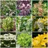 Roots Plants Hydrangea Best Shrubs For Borders 2 Roots Plants Hydrangea Best Shrubs For Borders