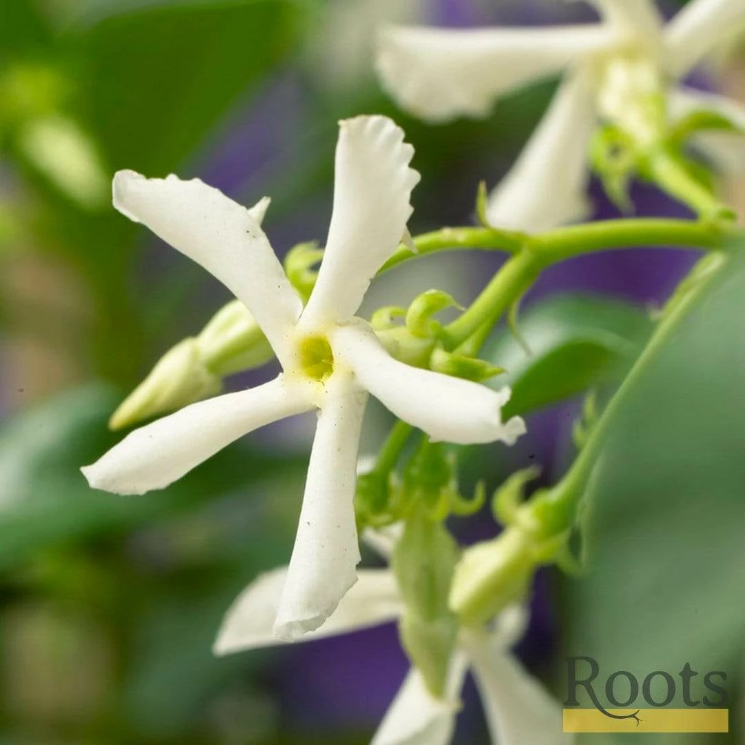 Roots Plants Star Jasmine | Trachelospermum 'Jasminoides' | On A 90cm Cane In A 3L Pot 3 Roots Plants Star Jasmine | Trachelospermum 'Jasminoides' | On A 90cm Cane In A 3L Pot
